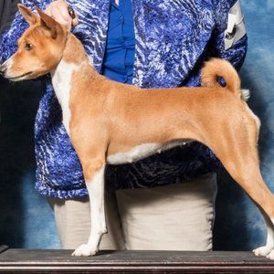 Tildy the Basenji